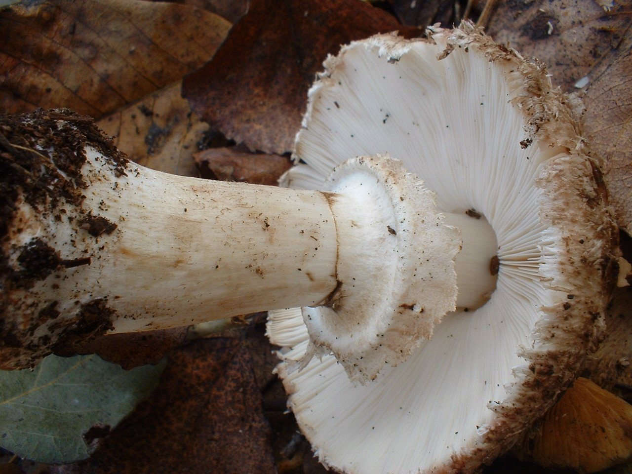 A proposito di Macrolepiota venenata